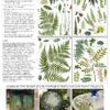 Load image into Gallery viewer, FRONDS BOTANICAL | IOD DECOR TRANSFER Pad™